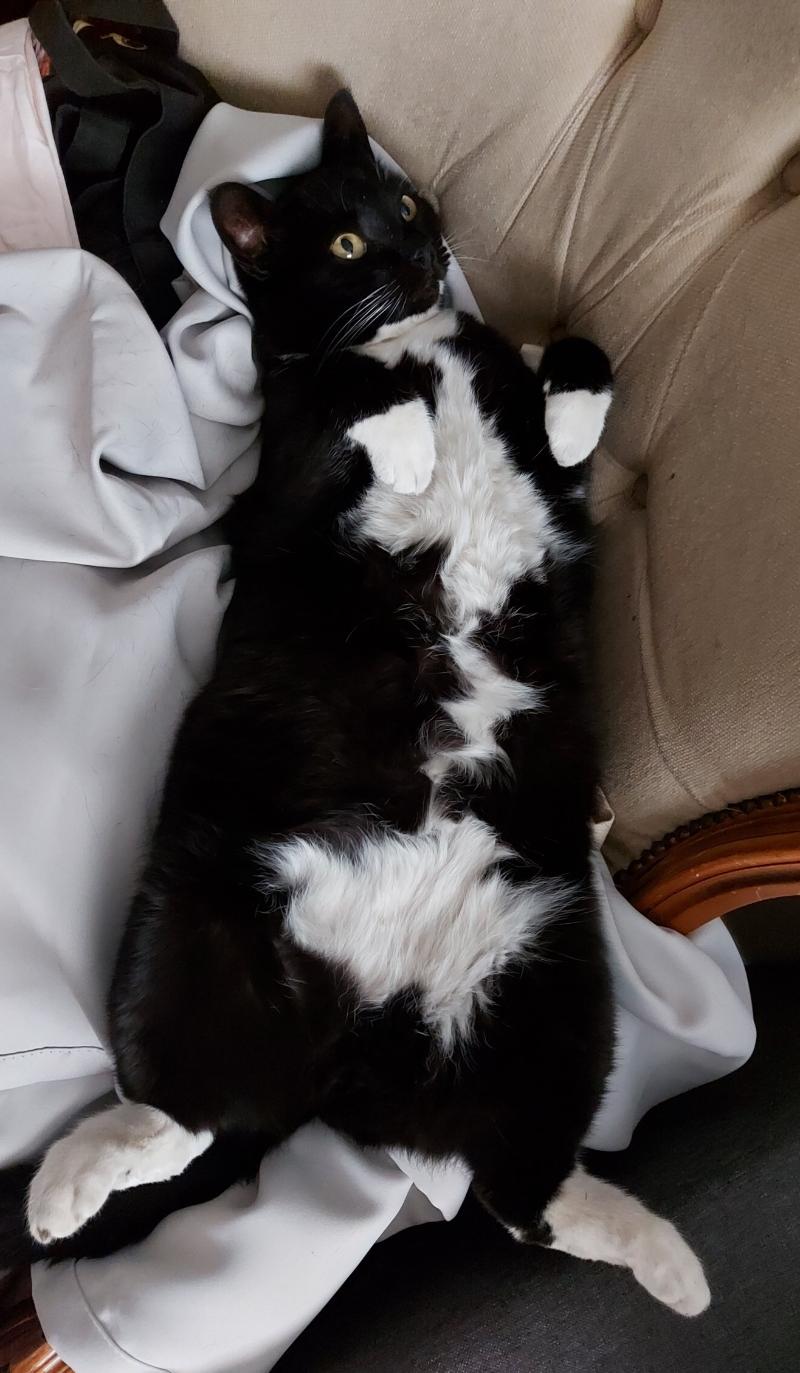Beta.