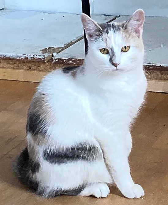 Júní.