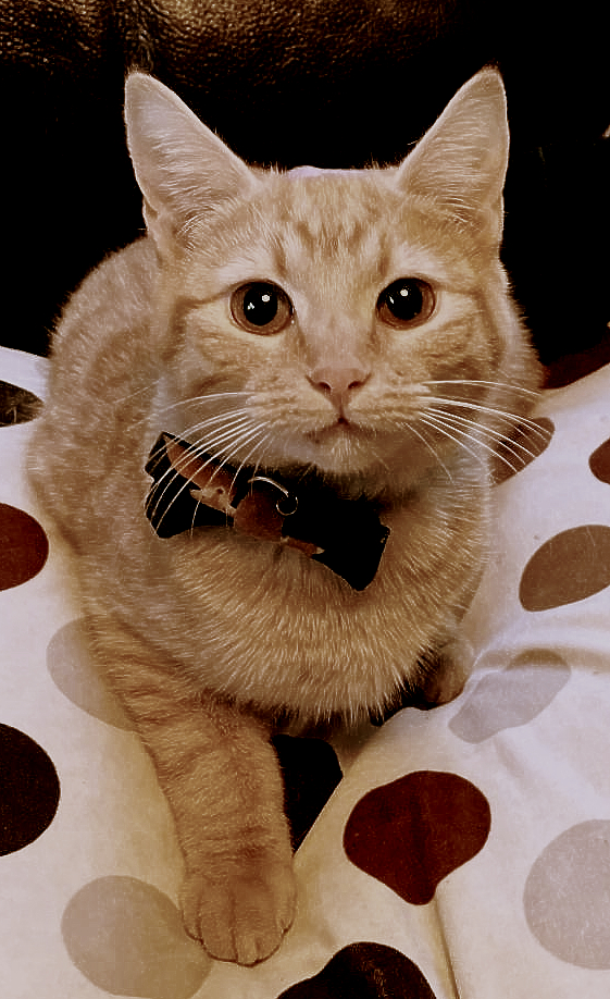 Kitkat.
