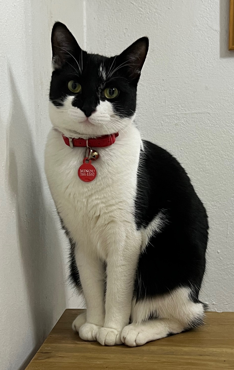 Minou. 