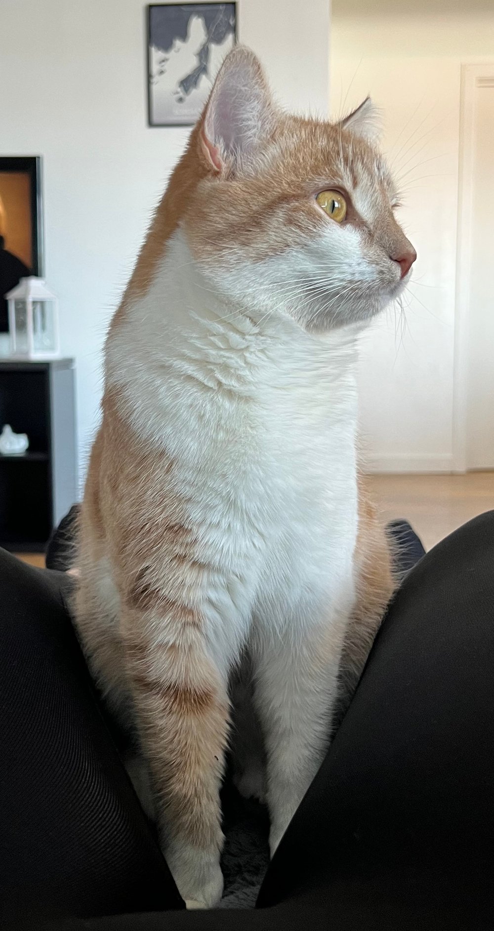 Stitch. TÝNDUR SÍÐAN 12. APRÍL 2023.
