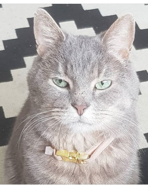 Ari.
