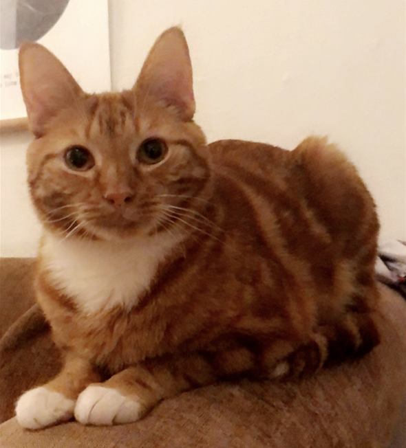 Michelangelo.