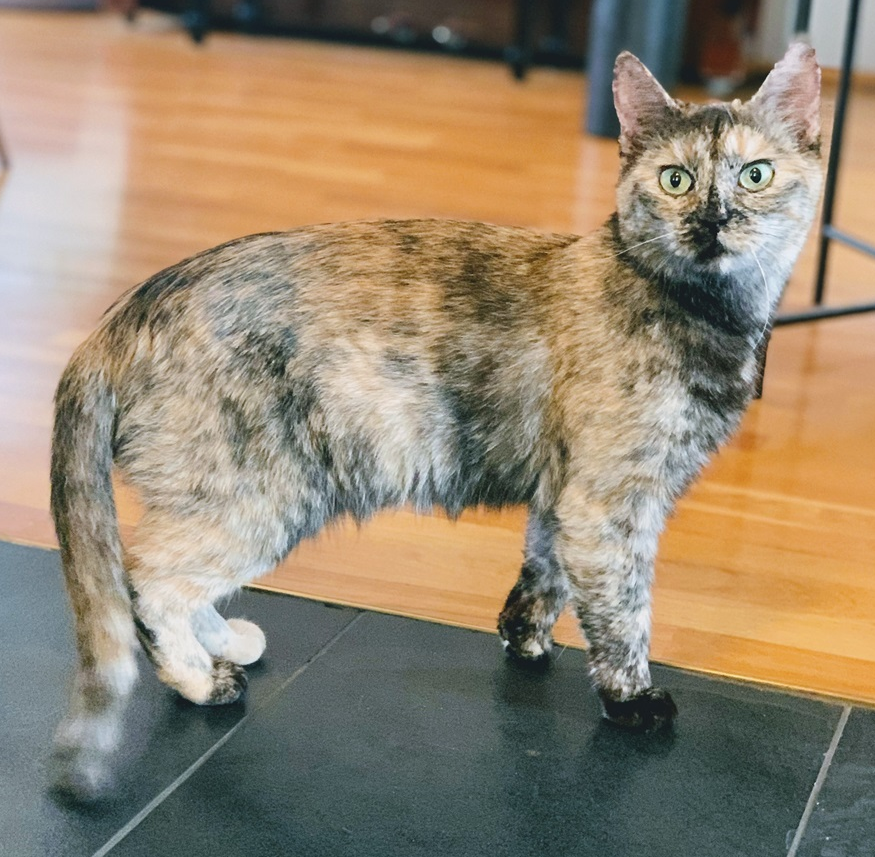 Nala.