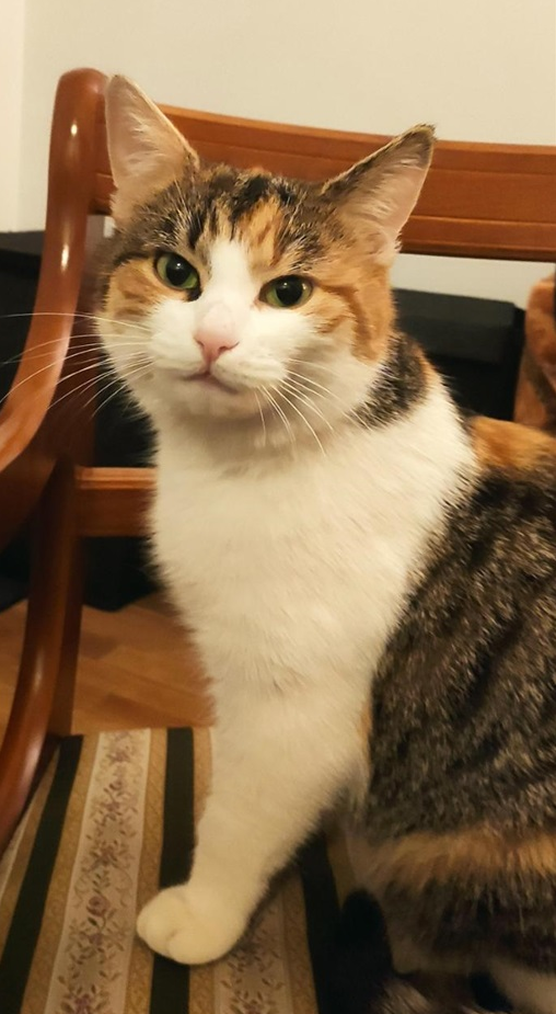 Rey. 